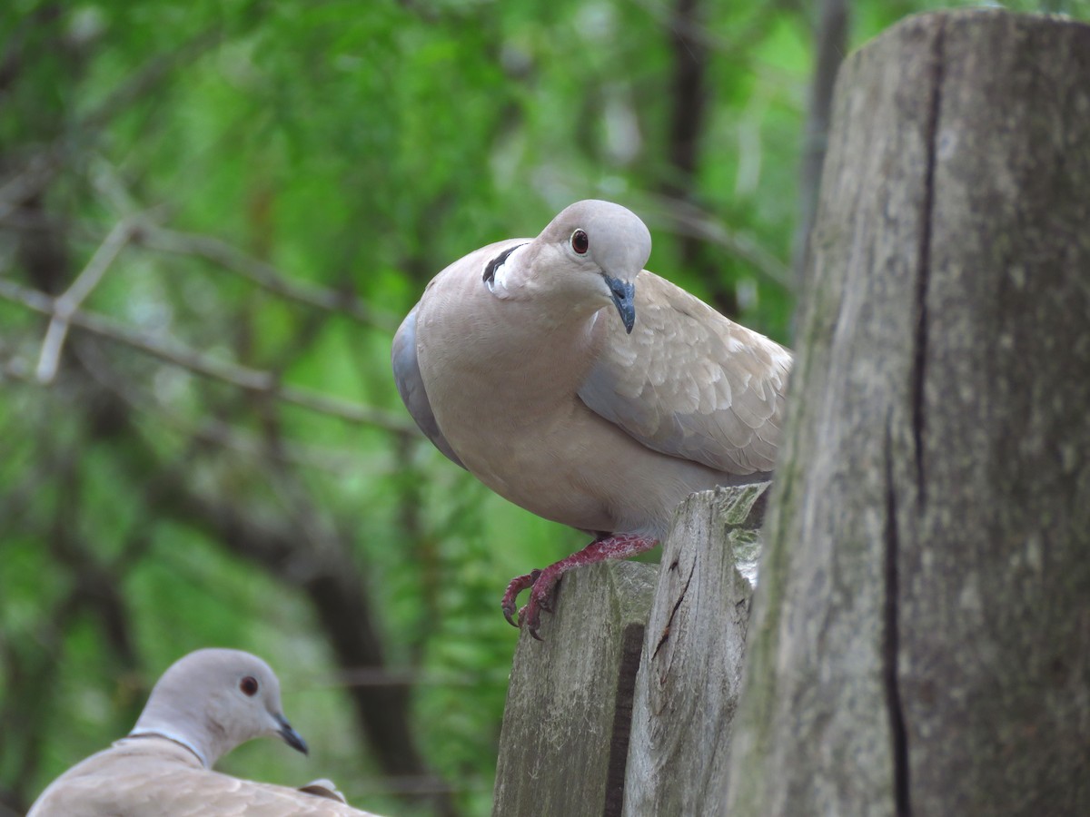 Eurasian Collared-Dove - ML443600121