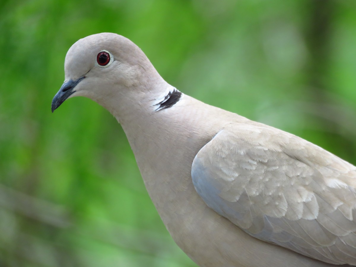 Eurasian Collared-Dove - ML443600151