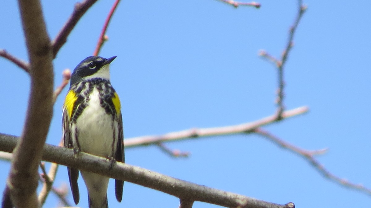 Yellow-rumped Warbler - ML443600911