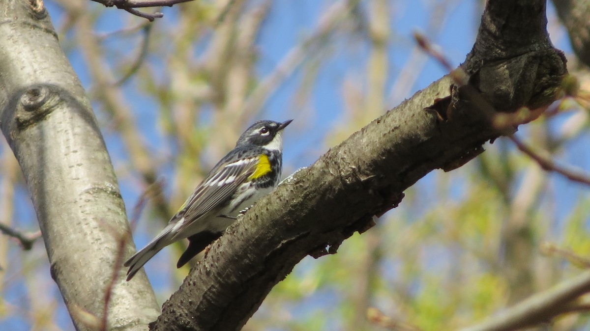 Yellow-rumped Warbler - ML443600921