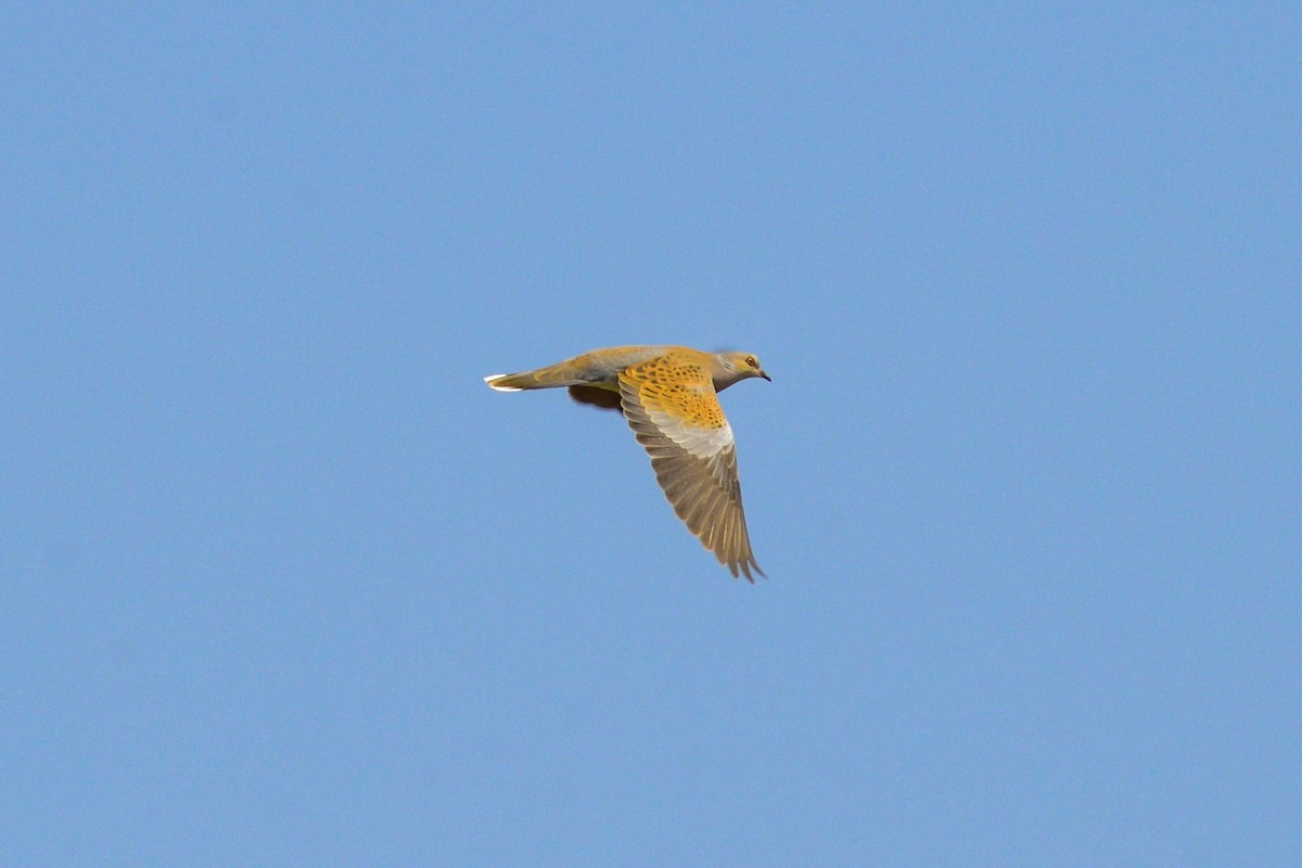 European Turtle-Dove - ML443602981