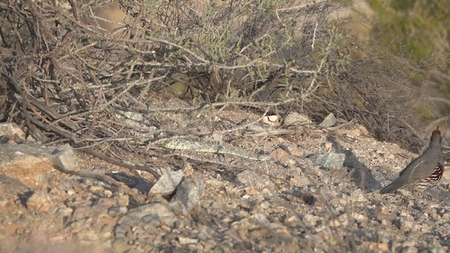 Gambel's Quail - ML443603351