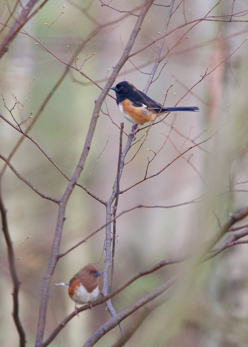 Eastern Towhee - ML443603821