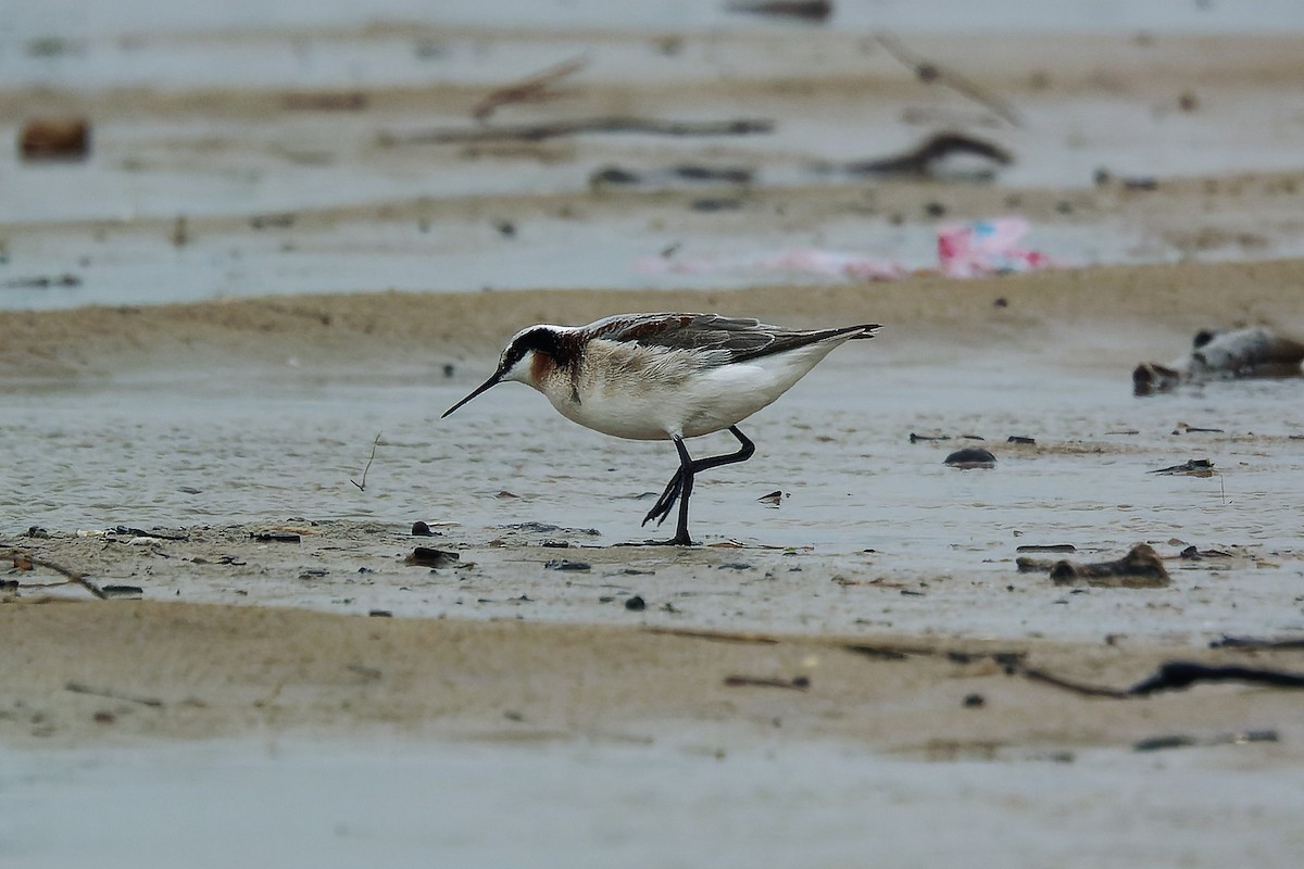 Wilson's Phalarope - ML443604441