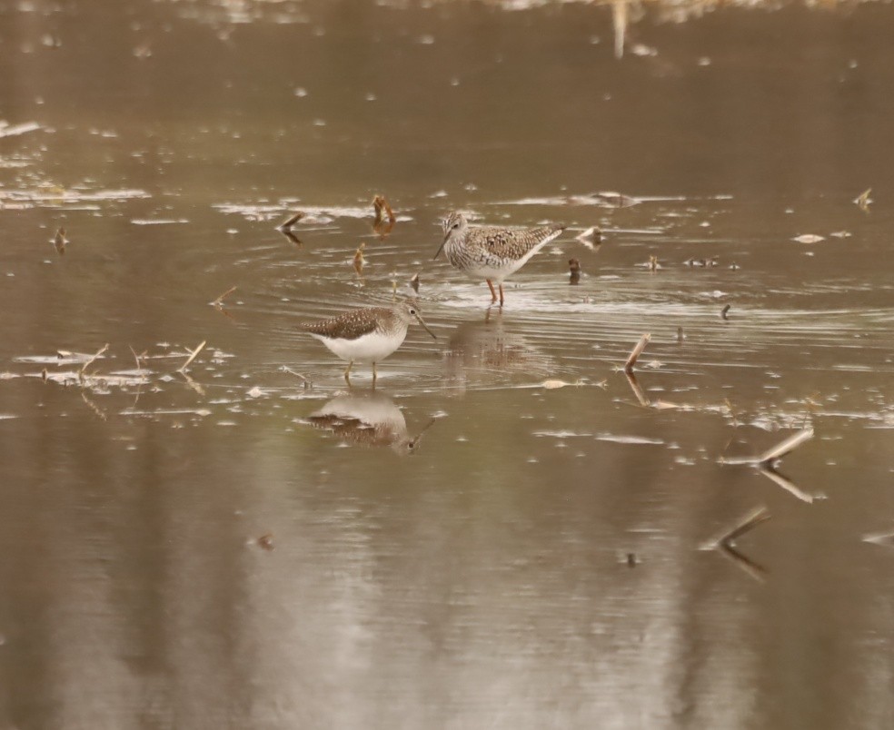 Solitary Sandpiper - ML443605771