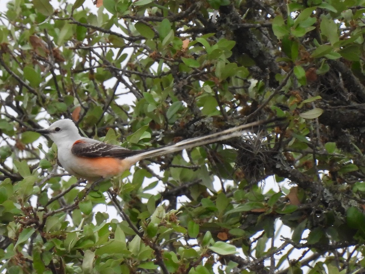 Scissor-tailed Flycatcher - ML443605851