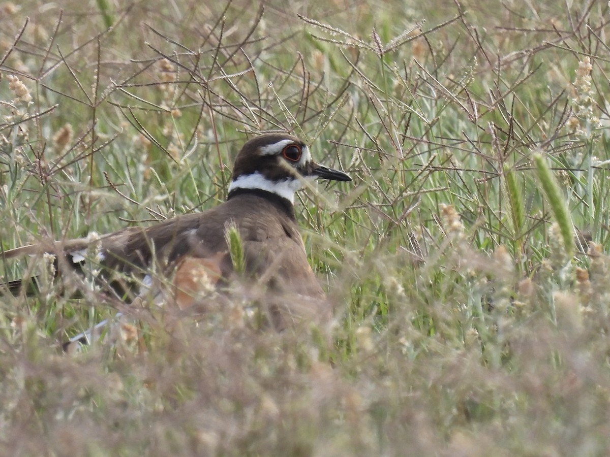 Killdeer - ML443606871