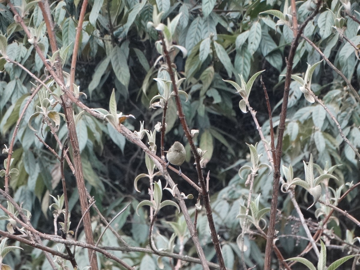 Yellow-browed Tit - ML443608551