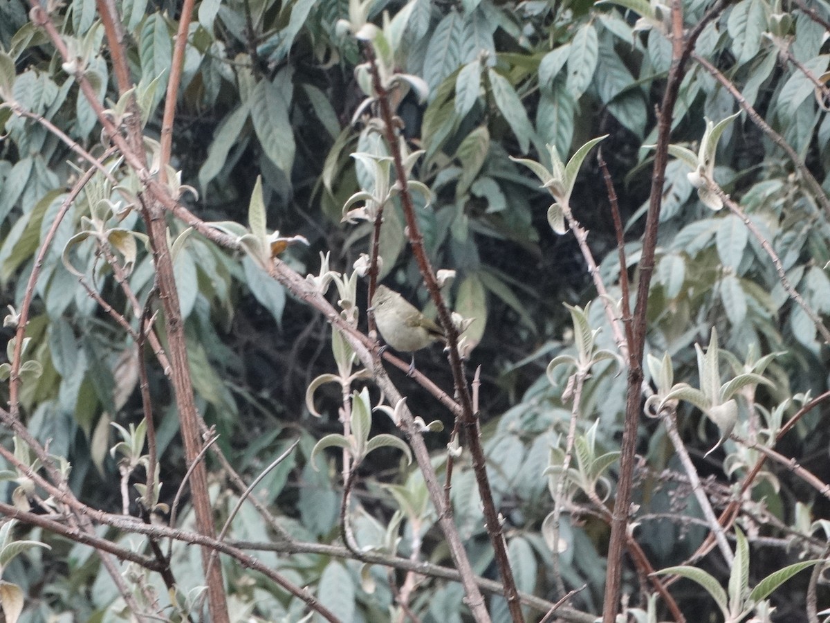 Yellow-browed Tit - ML443608561