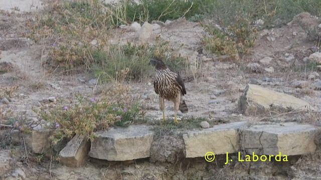 Eurasian Goshawk - ML443611301