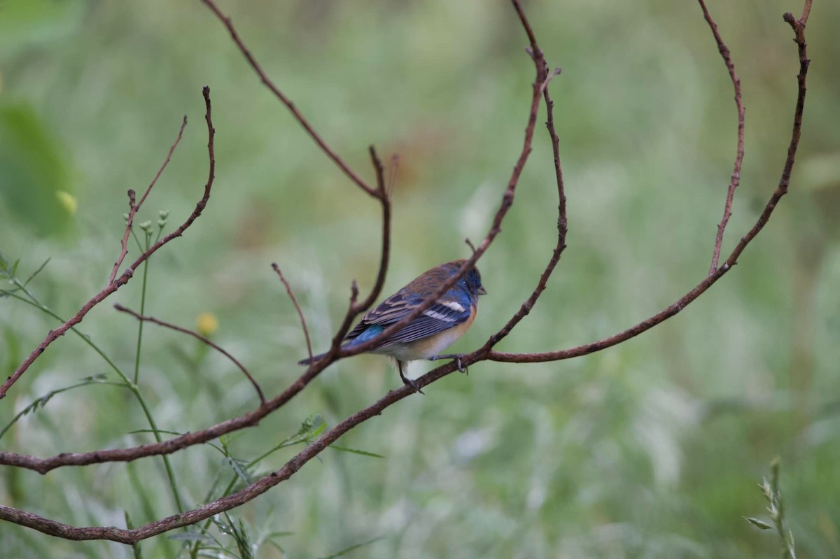 Lazuli Bunting - ML443612051