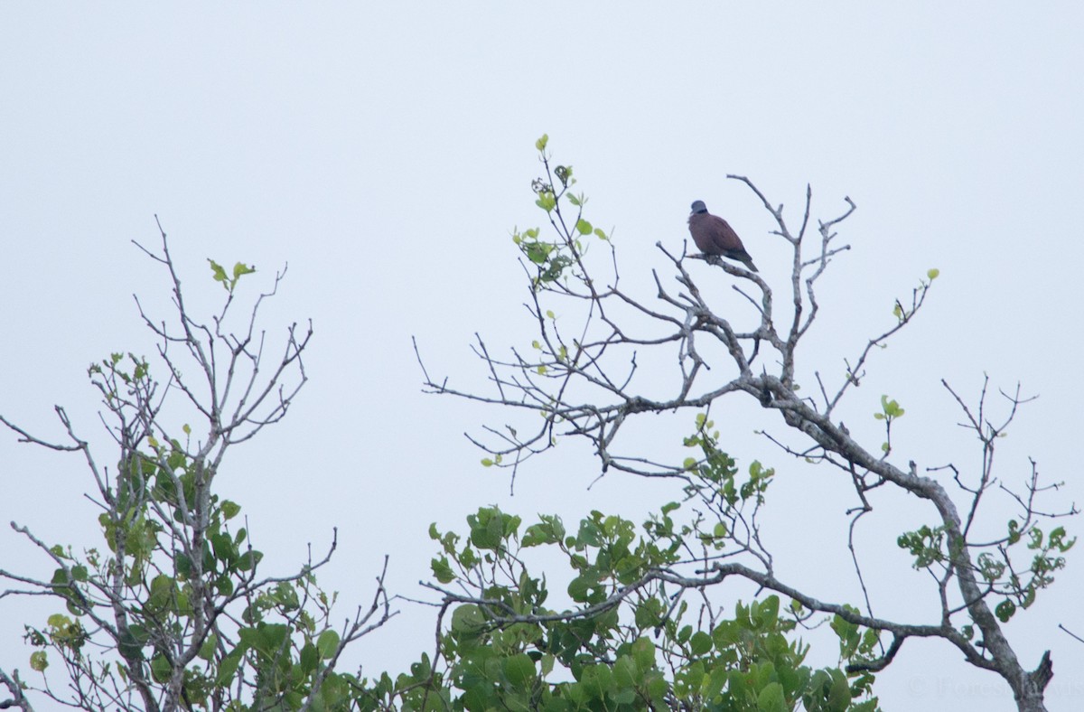 Red Collared-Dove - ML44361211