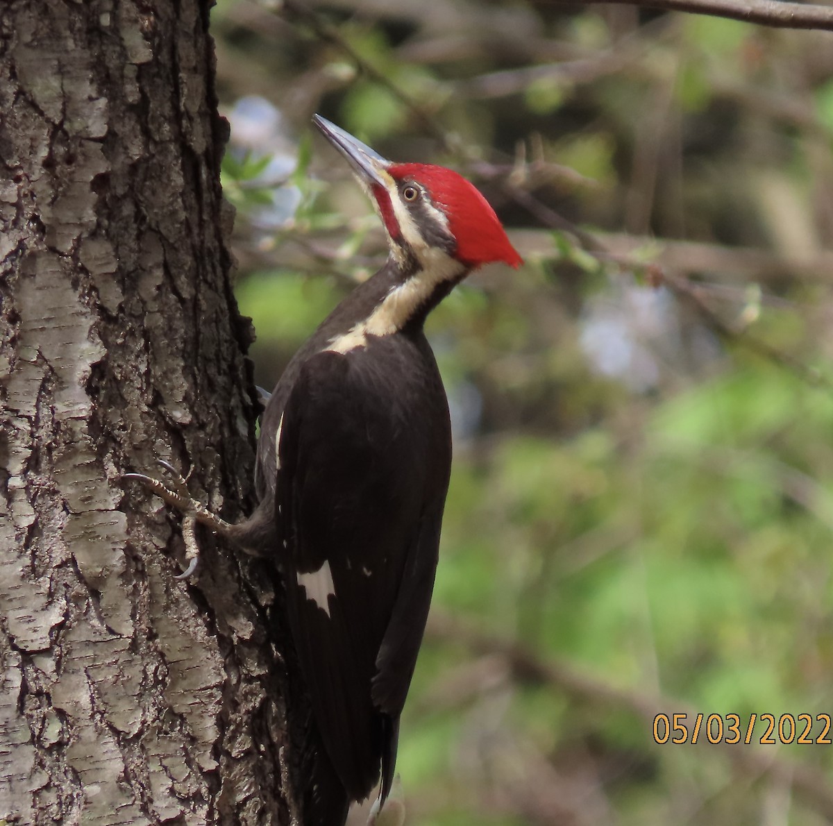 Pileated Woodpecker - Rod MacKenzie