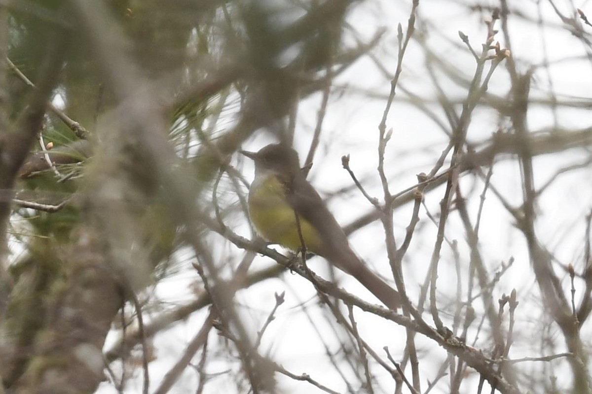 Great Crested Flycatcher - Tim Metcalf