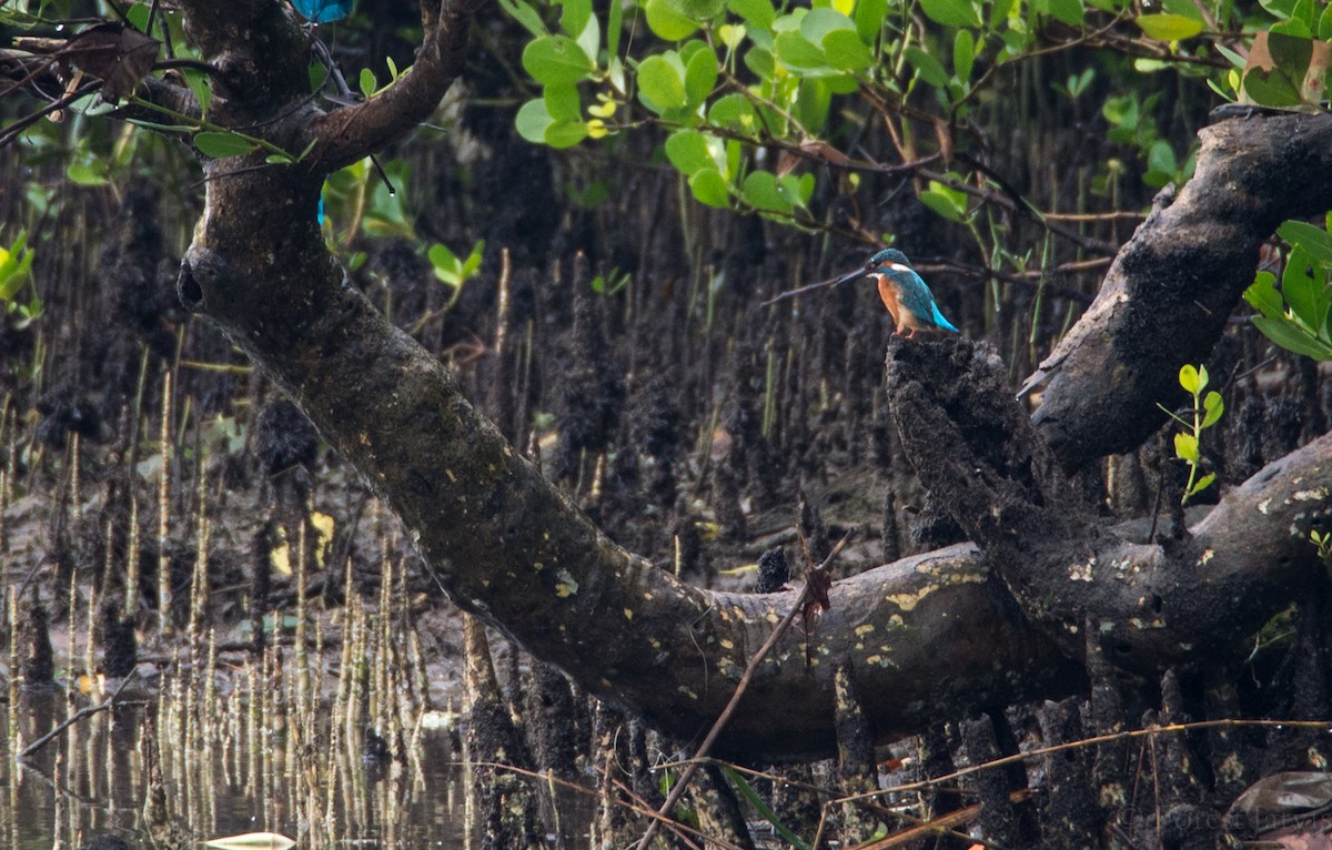 Common Kingfisher - ML44361321