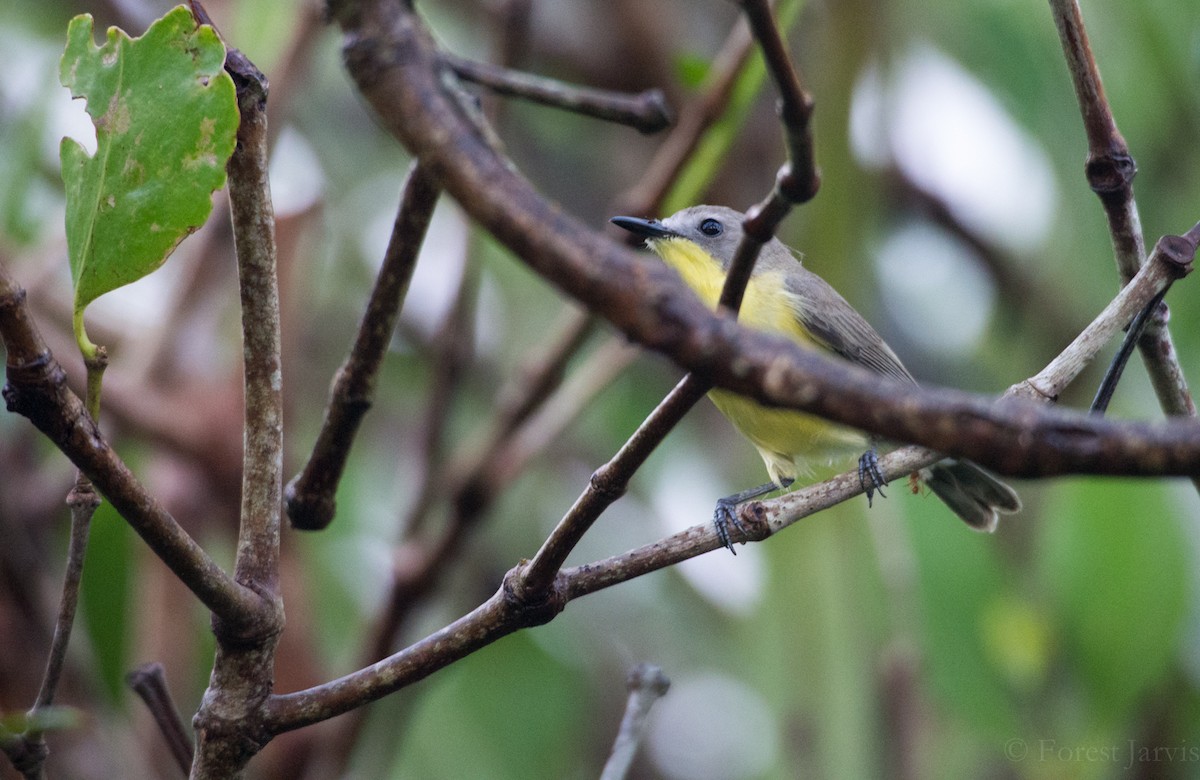 Golden-bellied Gerygone - ML44361391