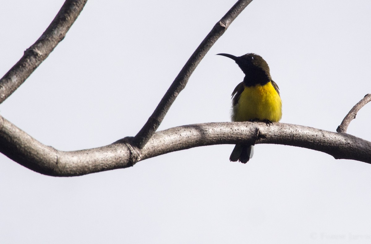 Garden Sunbird - ML44361471