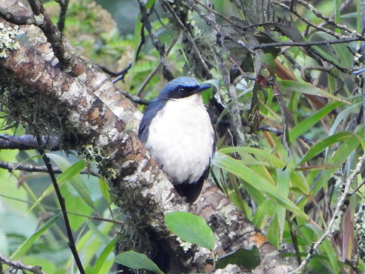 Blue-and-white Mockingbird - ML443615461