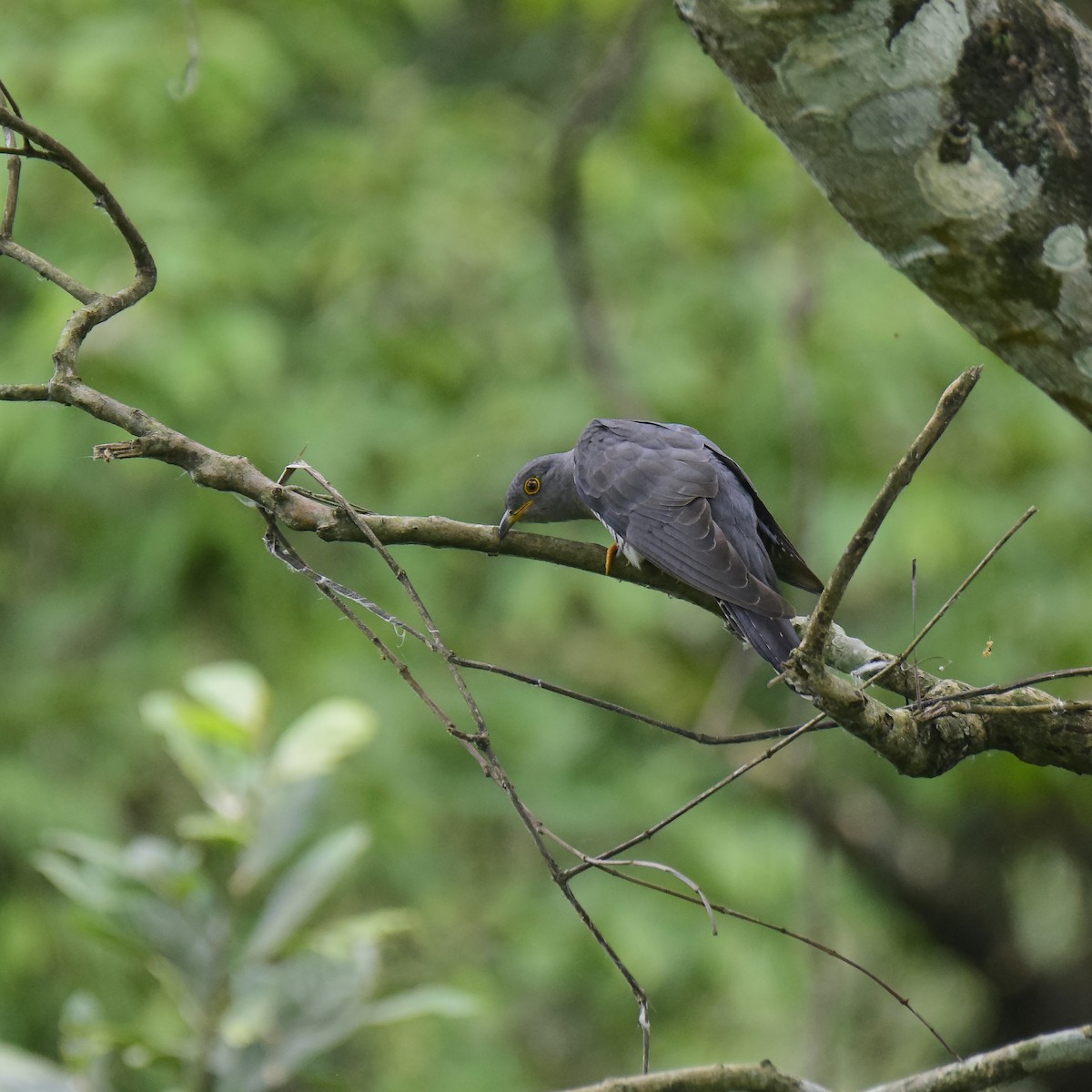Indian Cuckoo - Ayan Khanra
