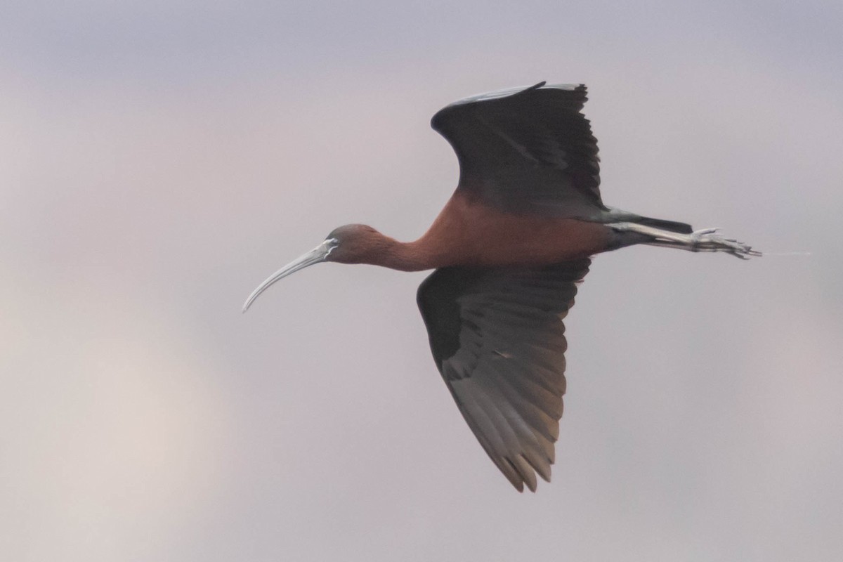 Glossy Ibis - County Lister Brendan