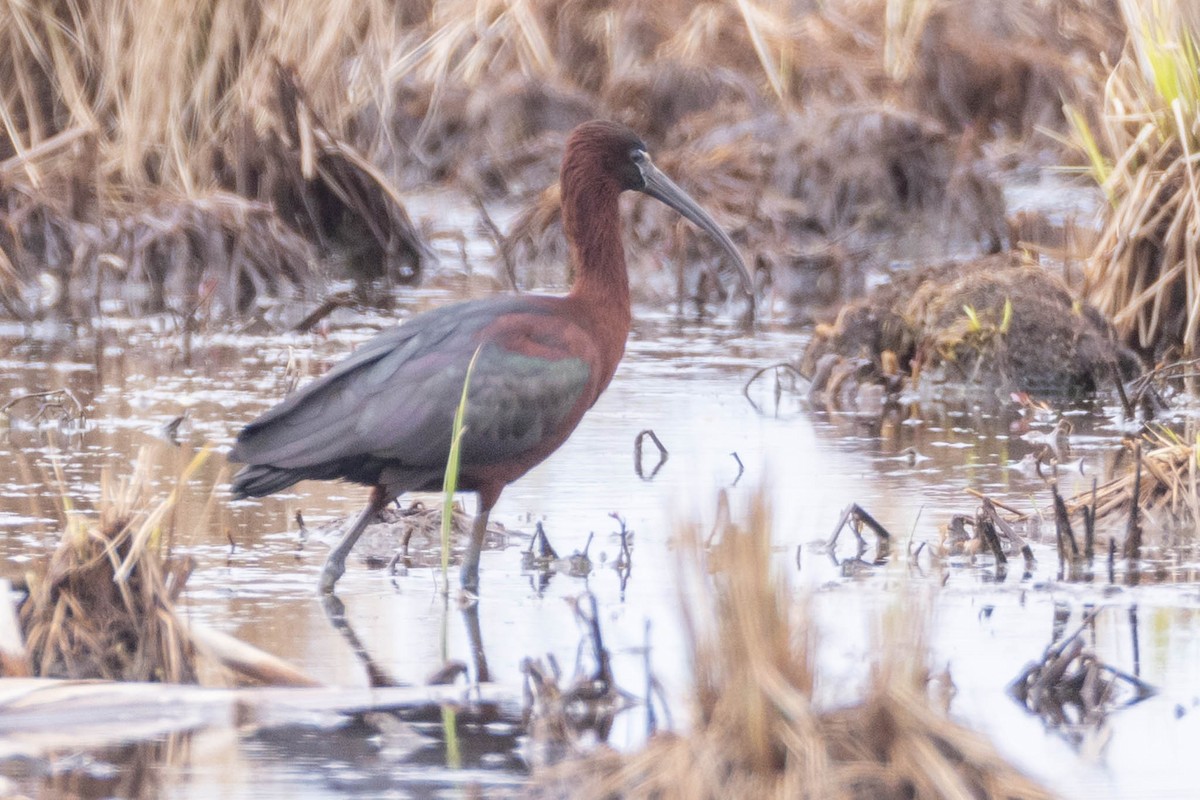 Glossy Ibis - ML443616611