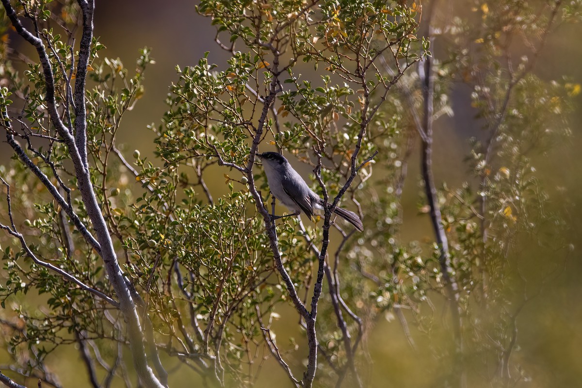 Black-tailed Gnatcatcher - ML443617231