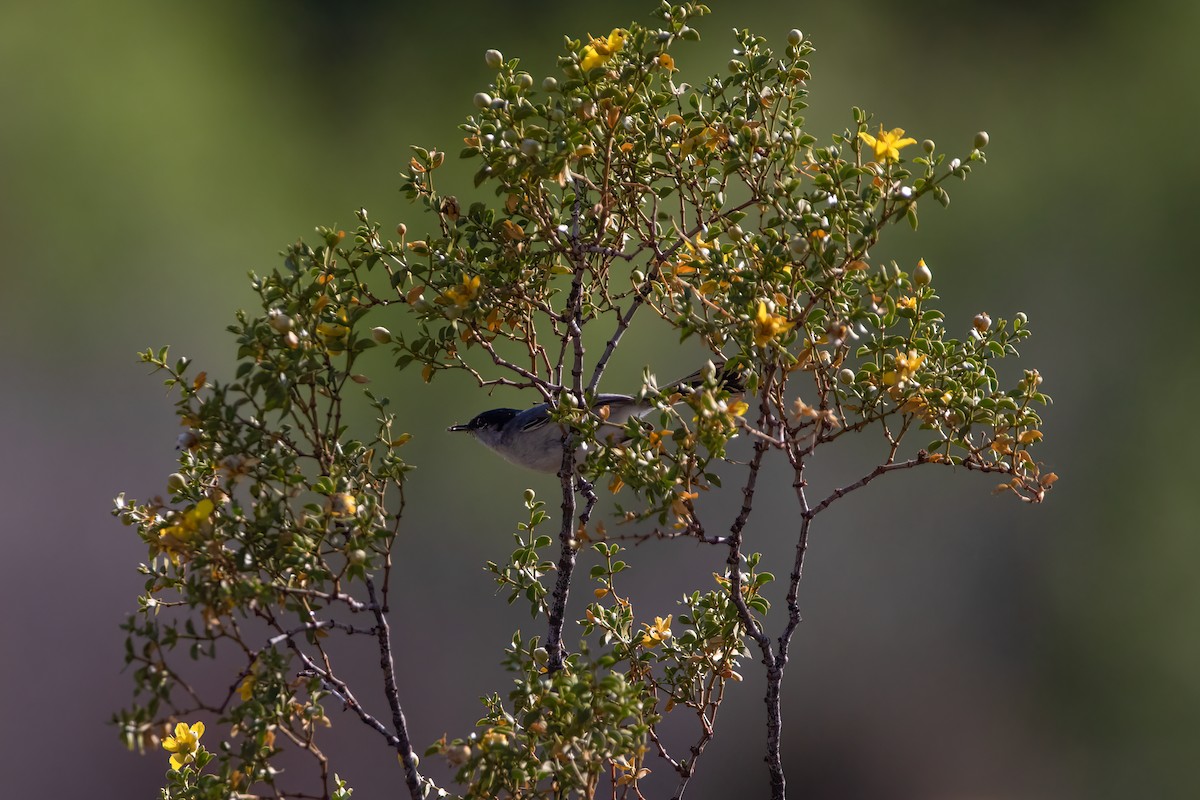 Black-tailed Gnatcatcher - ML443617241