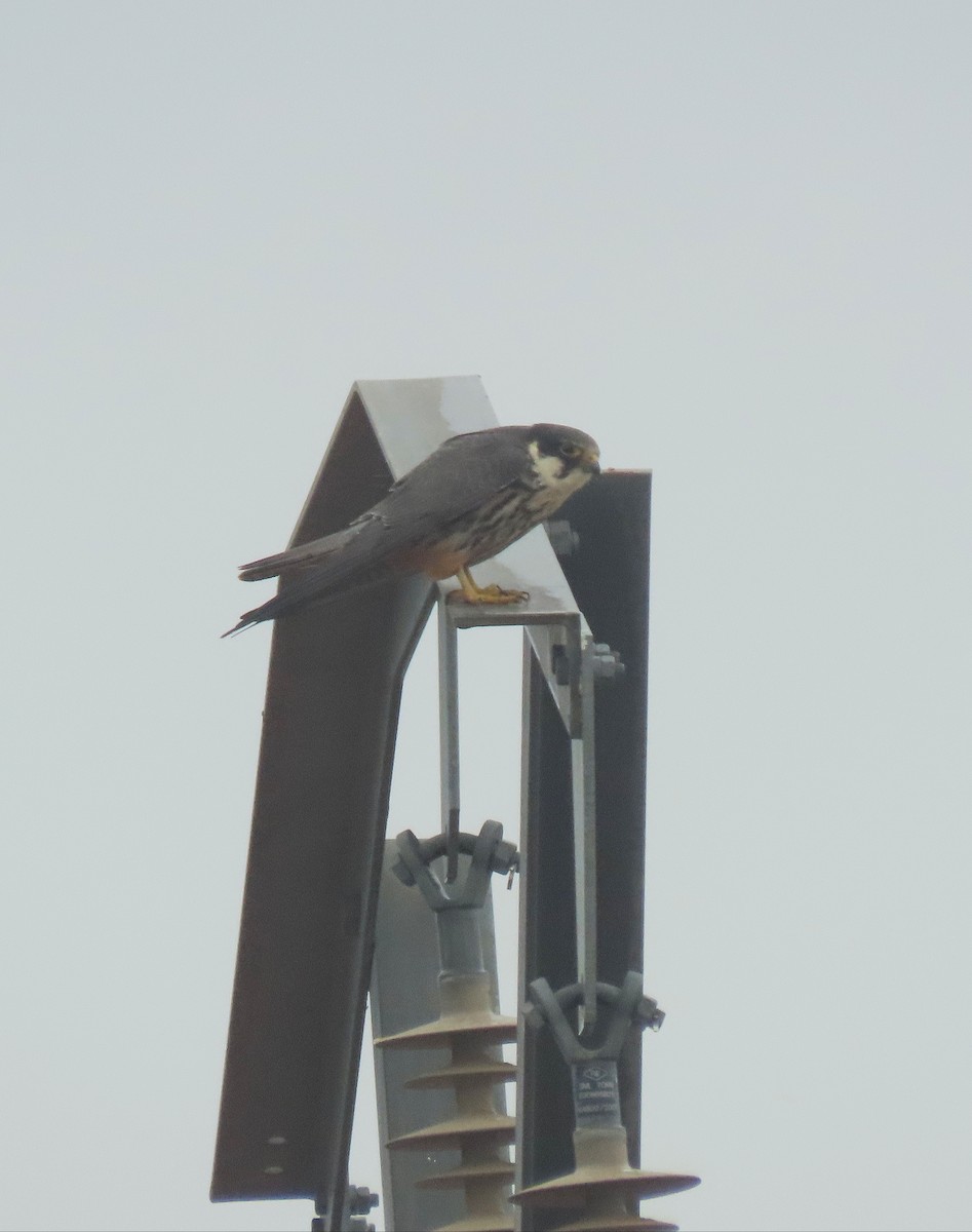 Eurasian Hobby - ML443617781