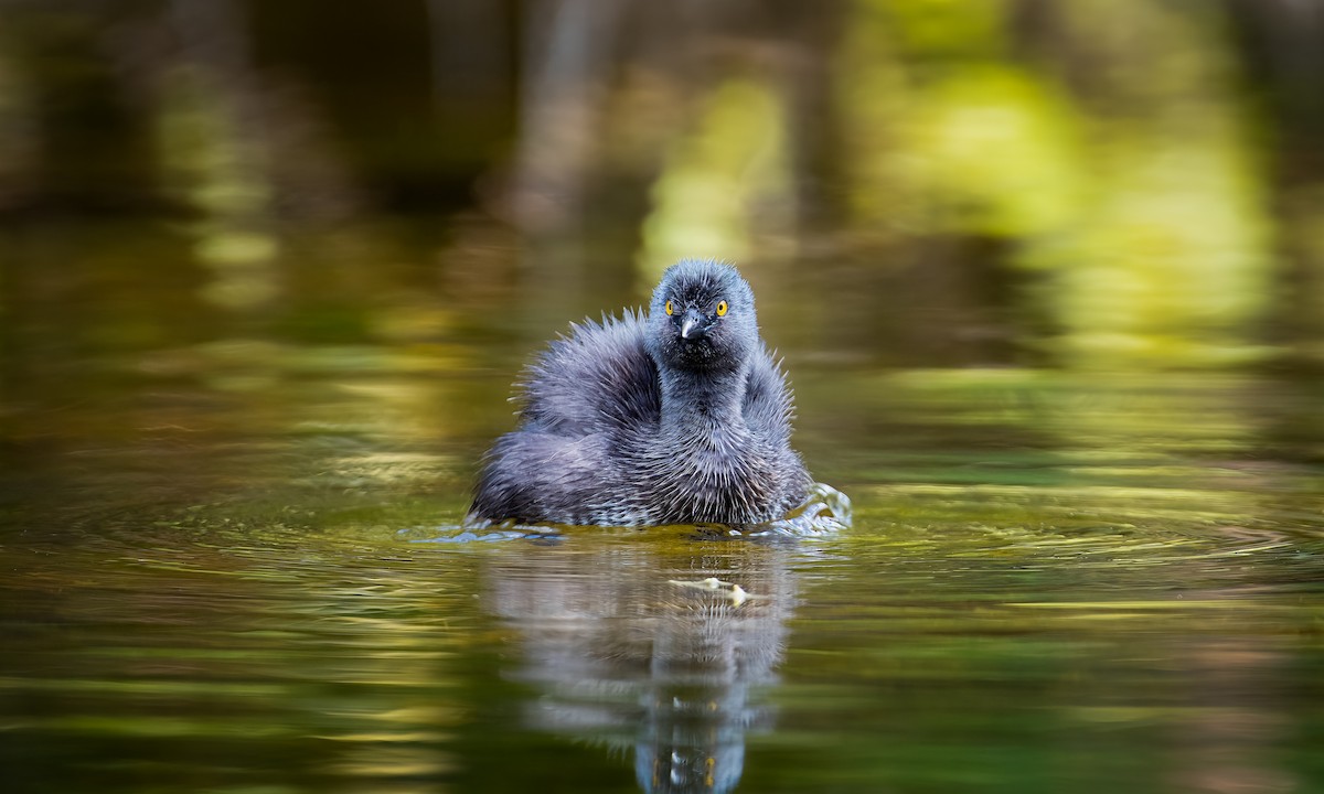 Least Grebe - ML443617911