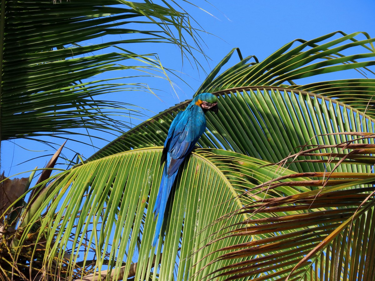 Blue-and-yellow Macaw - ML443618061