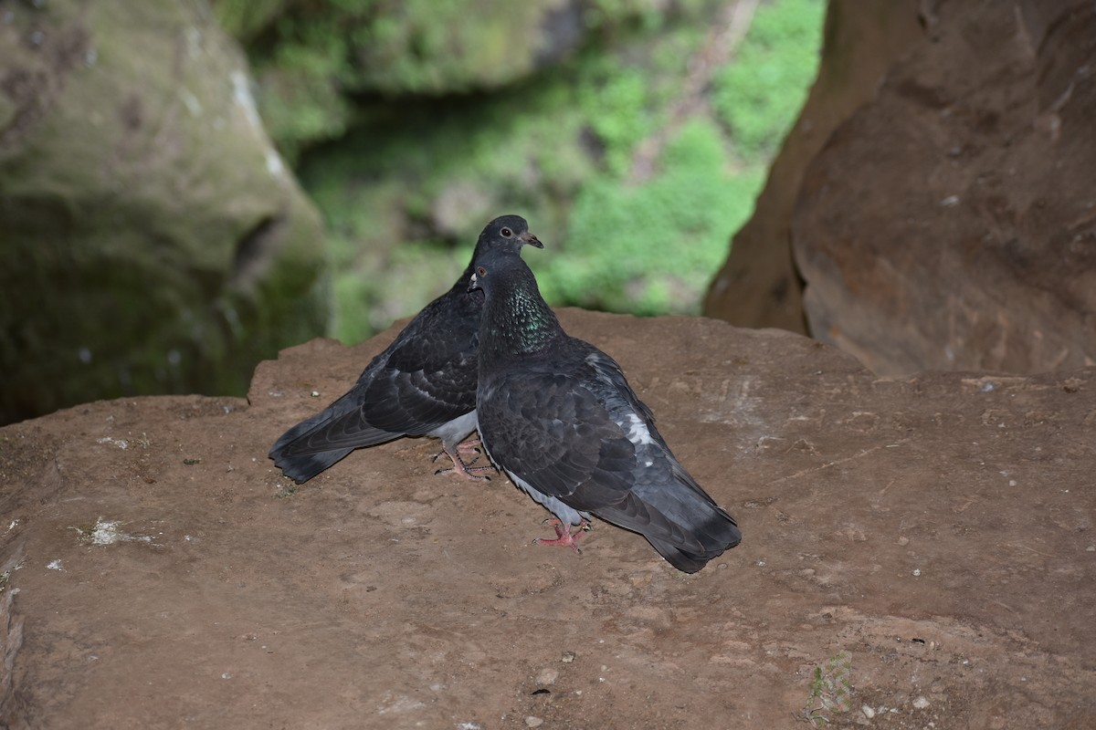 Rock Pigeon (Feral Pigeon) - Victoria Schmalhofer