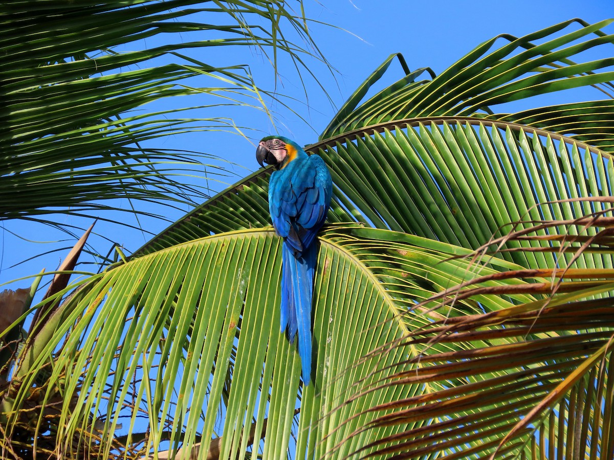 Blue-and-yellow Macaw - ML443618801