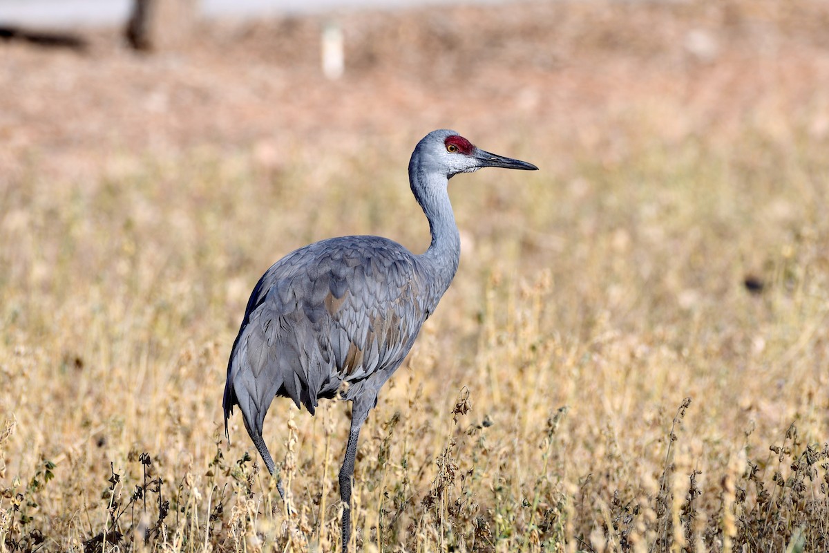 Grulla Canadiense - ML443619561