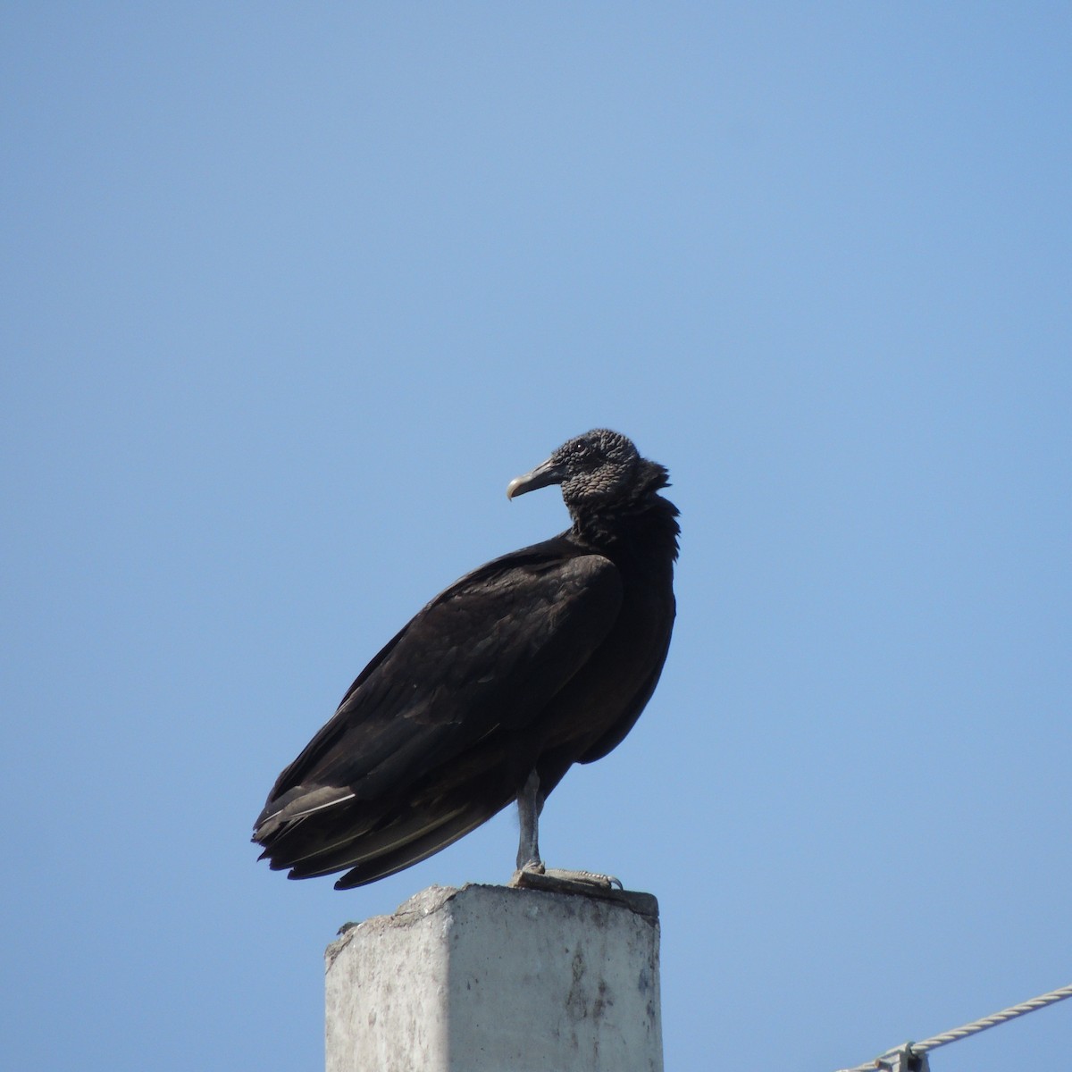 Black Vulture - ML44361981