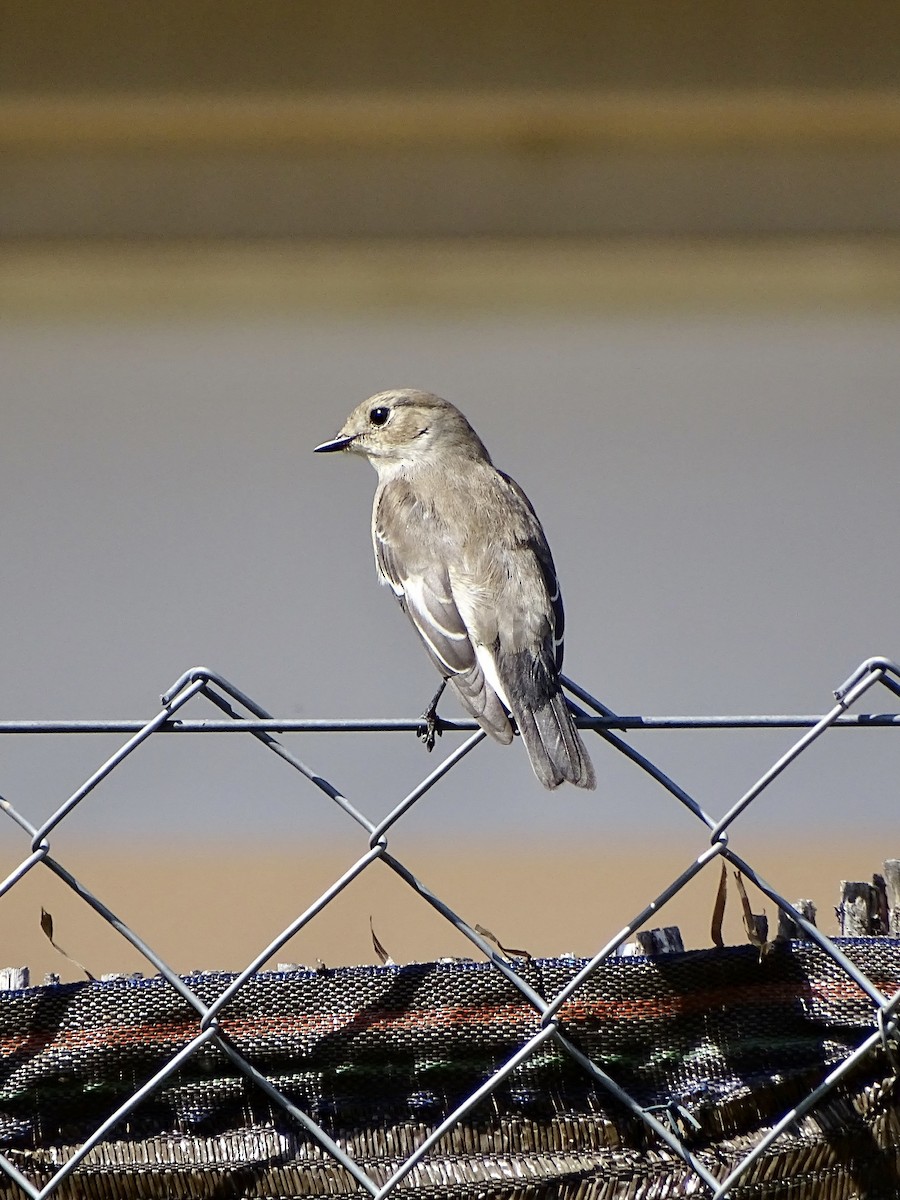 European Pied Flycatcher - ML443622111