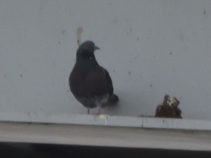 Rock Pigeon (Feral Pigeon) - Robert Tonge