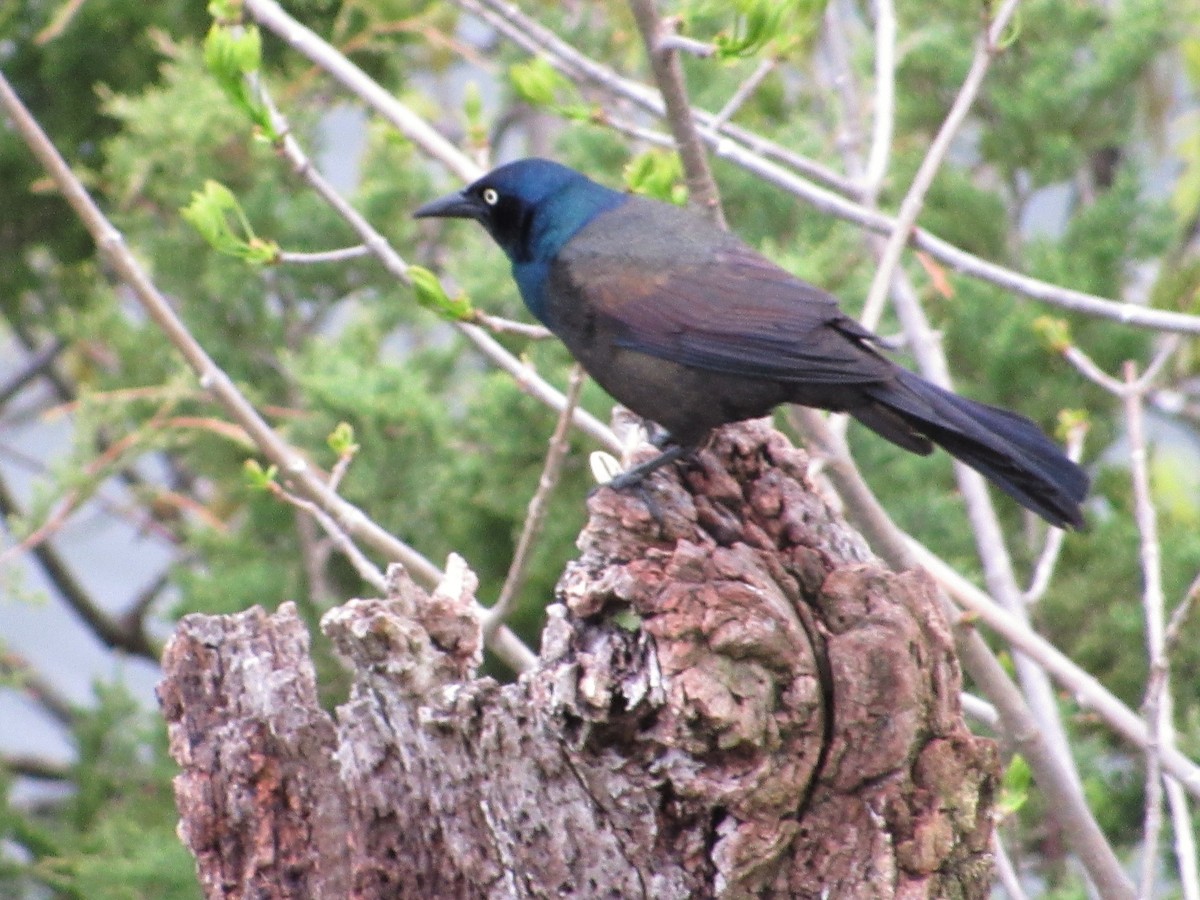 Common Grackle - Elaine Grose