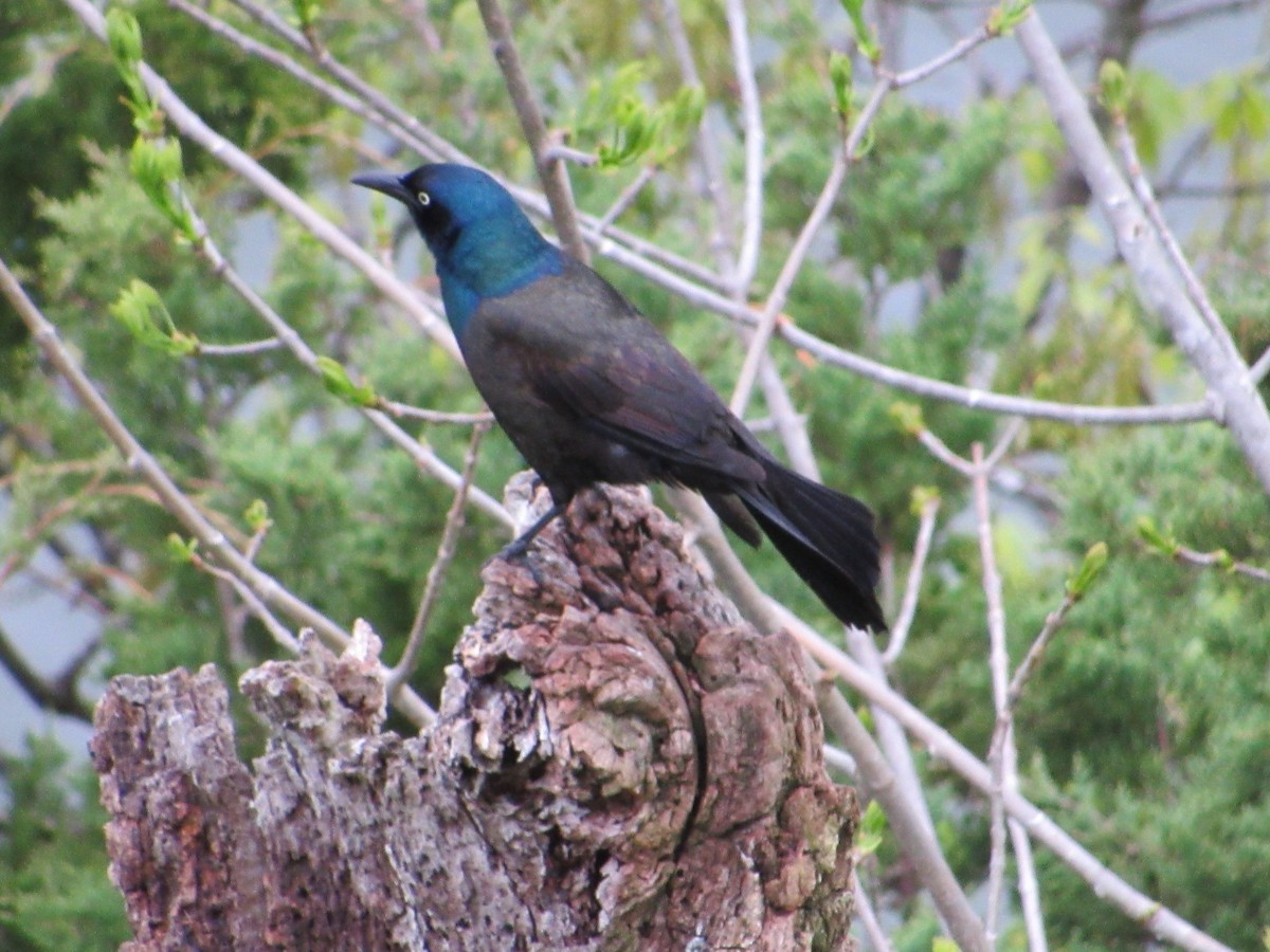 Common Grackle - ML443623611