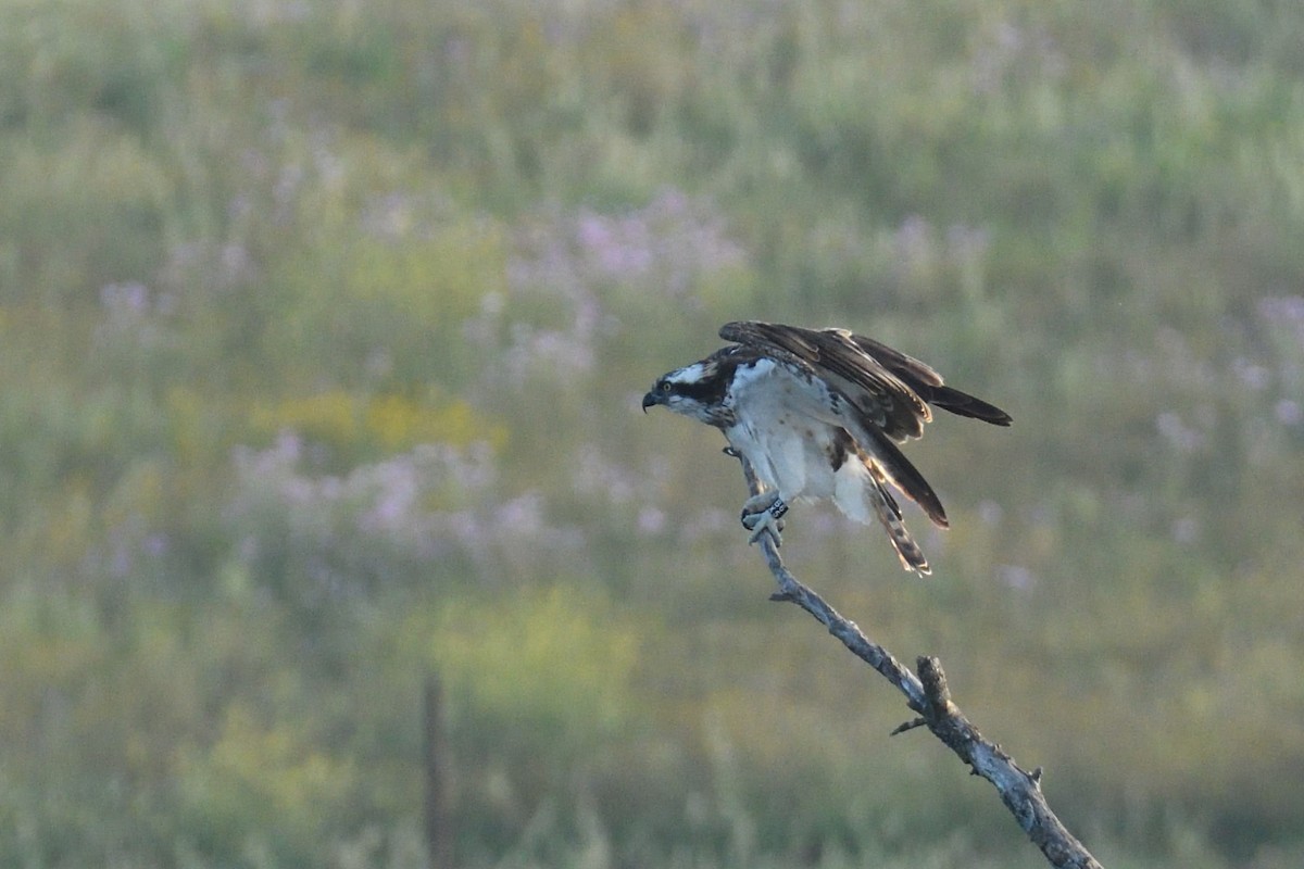 Osprey - Jorge  Safara