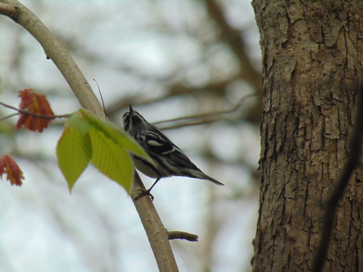 Black-and-white Warbler - ML443625391