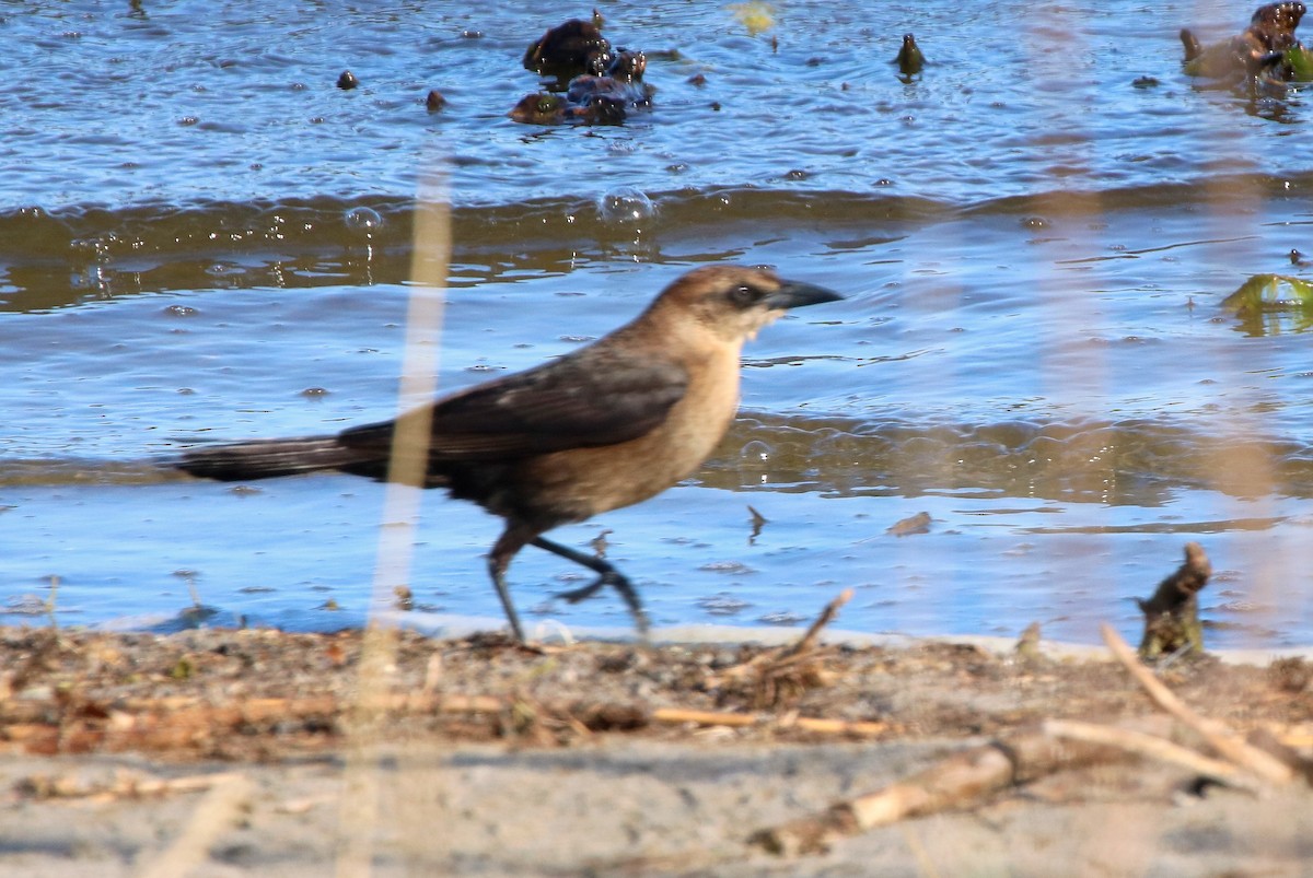 Brown-headed Cowbird - ML443625671