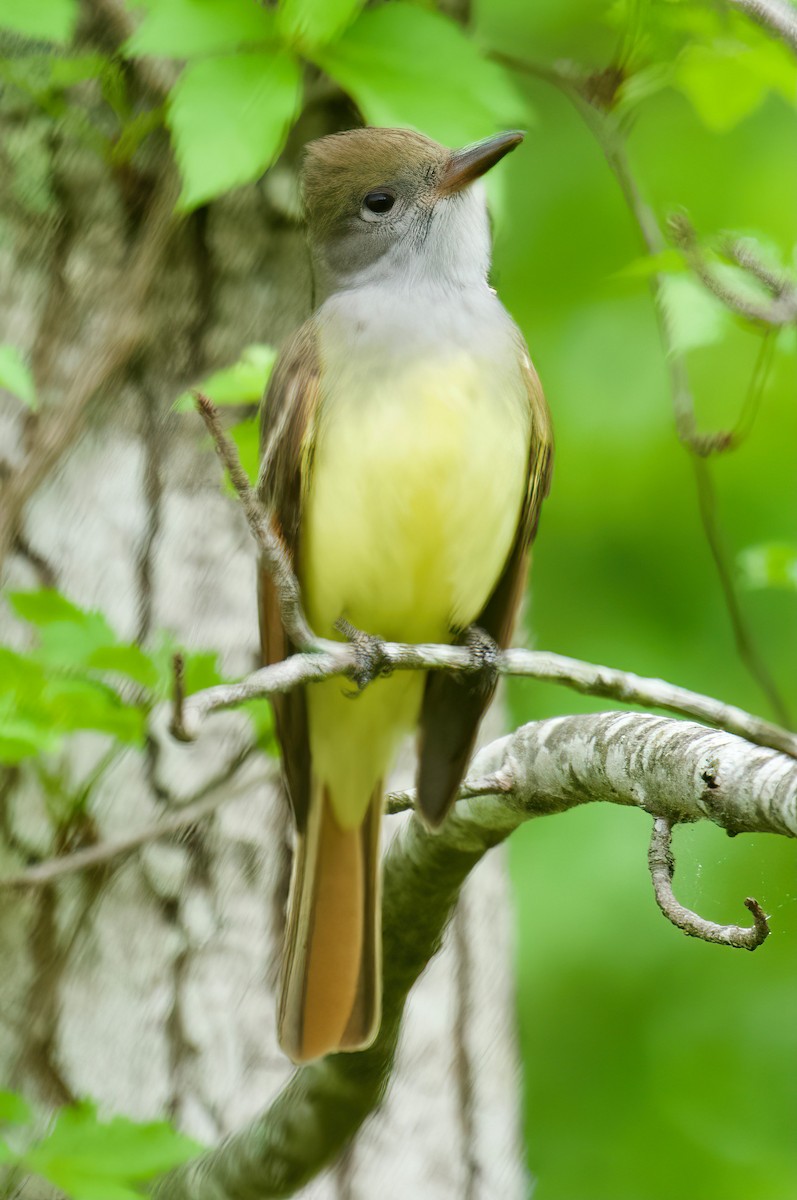 Great Crested Flycatcher - ML443625811