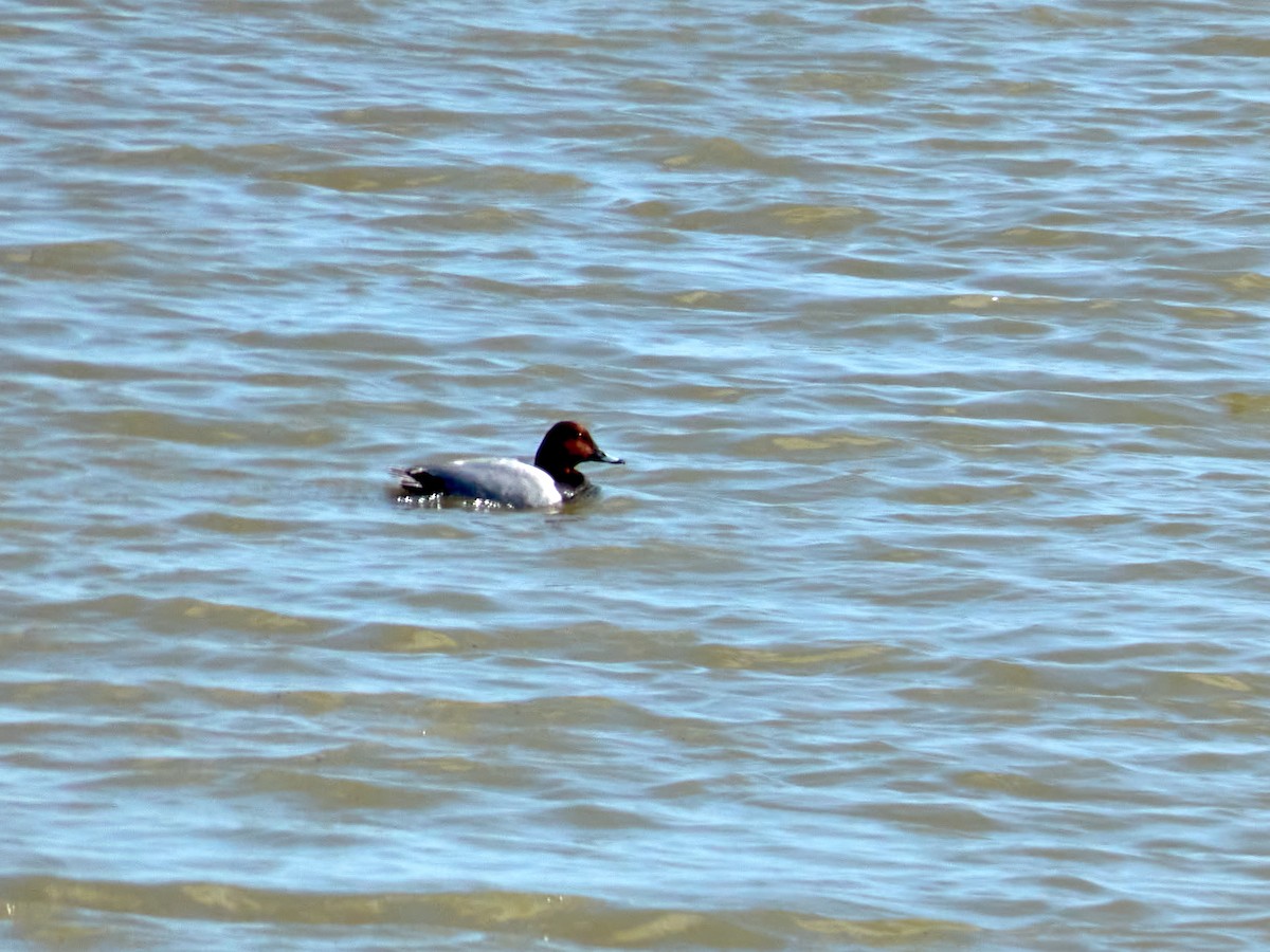 Common Pochard - ML443626681