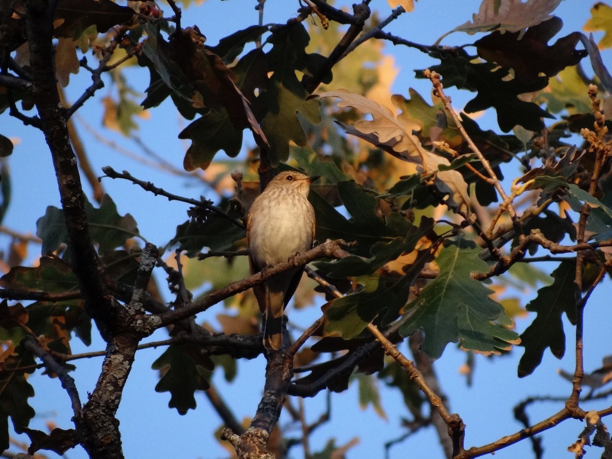 Spotted Flycatcher - ML443627691