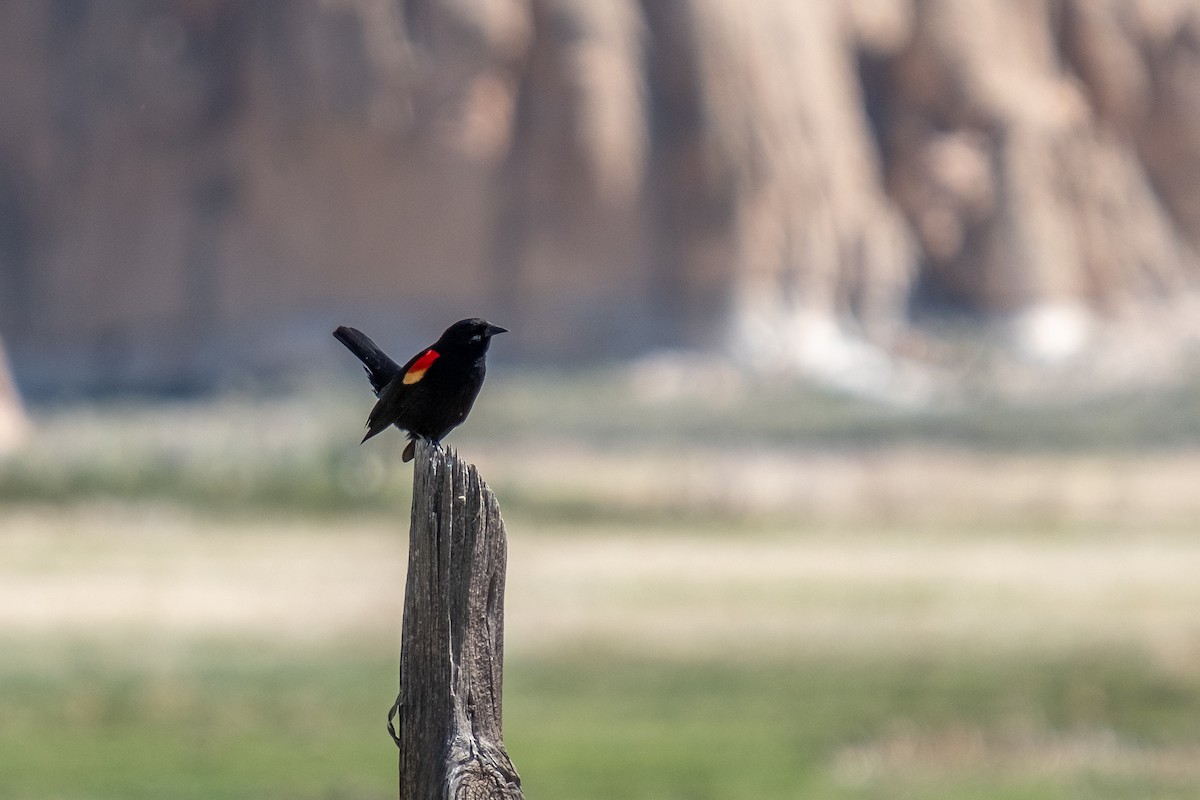 Red-winged Blackbird - Greg Shott