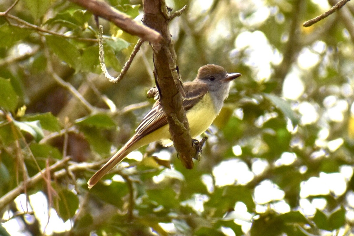 Great Crested Flycatcher - ML443629151