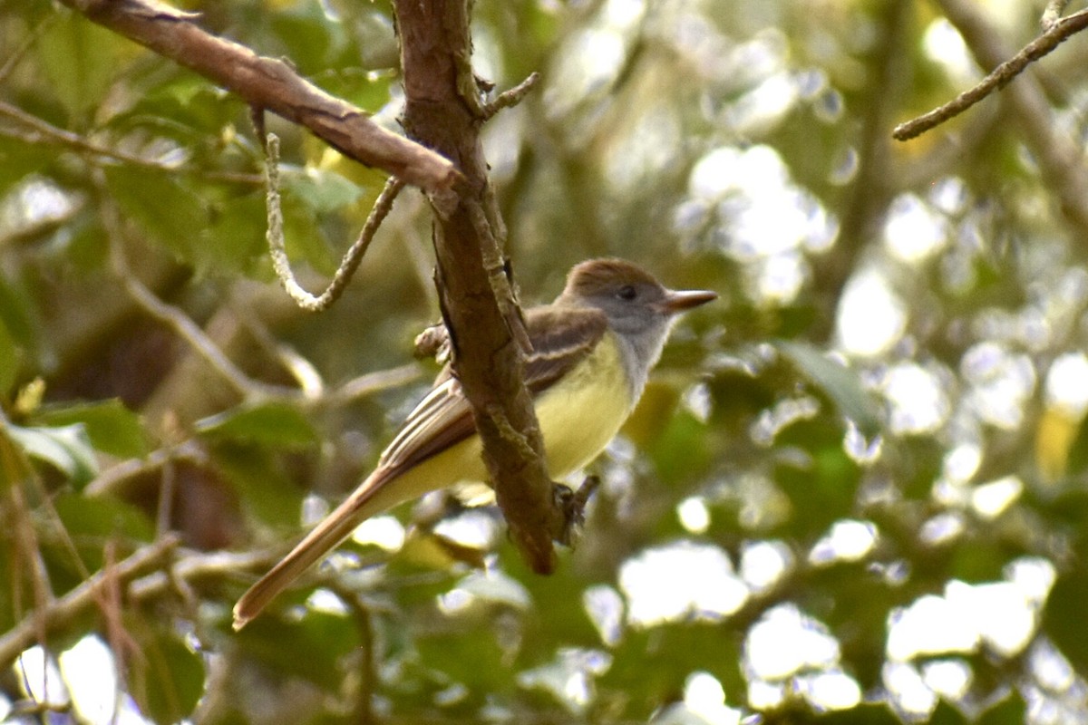 Great Crested Flycatcher - ML443629161
