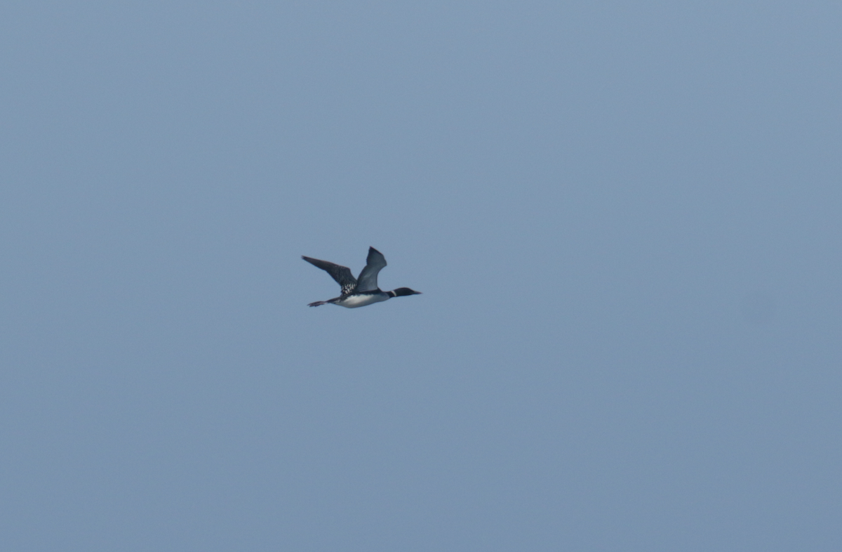 Common Loon - ML443629381