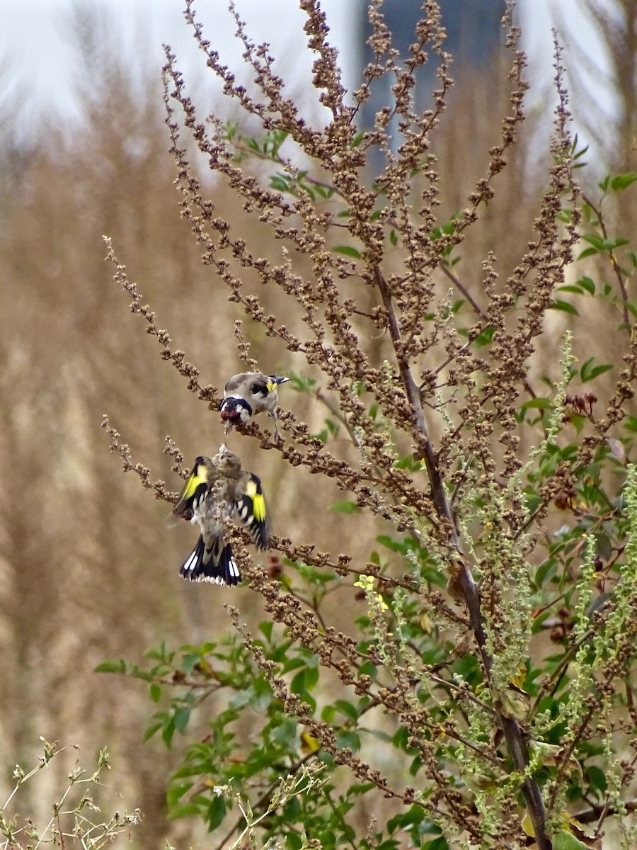 European Goldfinch - ML443630811