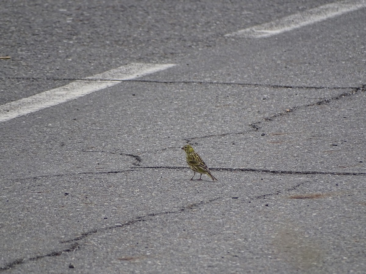 European Serin - ML443630971